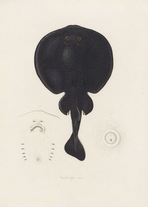Torpedo nigra