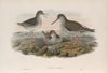 Totanus calidris. Redshank. (1862-1873)