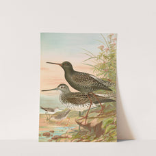 Totanus fuscus, Totanus littoreus by Johann Friedrich Naumann