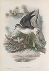 Totanus ochropus. Green Sandpiper. (1862-1873)
