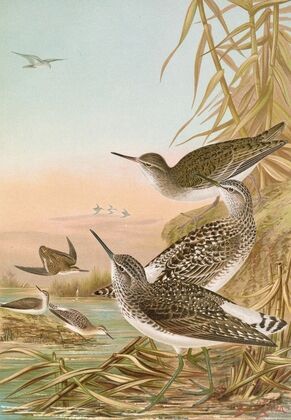 Totanus ochropus, Totanus glareola, Tringoides hypoleucus