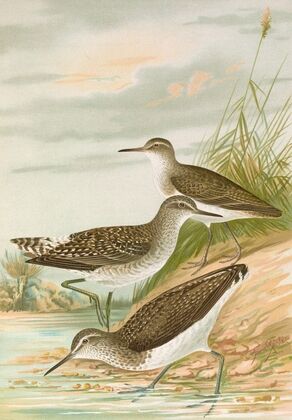 Totanus ochropus, Totanus glareola, Tringoides hypoleucus.