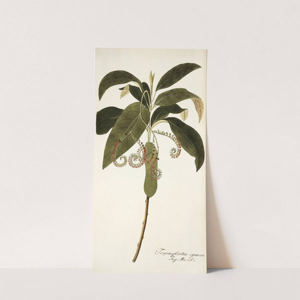 Tournefortia cymosa (1781-1793) by Nikolaus Joseph Freiherr von Jacquin