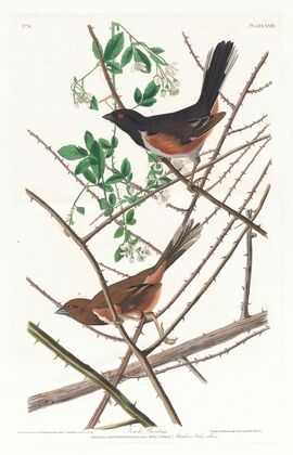 Towhe bunting