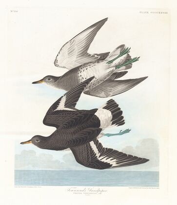 Townsend’s sandpiper
