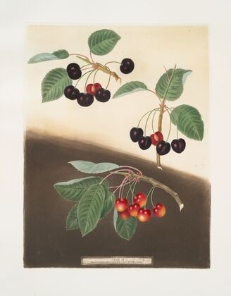 Tradescant, Millet’s and Amber-heart cherries. (1812)