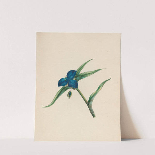 Tradescantia &#8211; Virginian spiderwort (1789) by R. B. F.