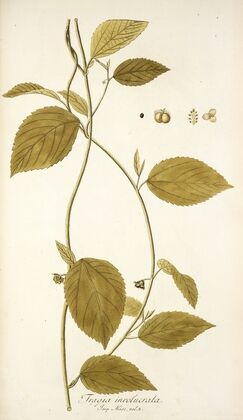 Tragia involucrata