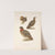 Tragopan plumages (Tragopan satyra). (1918-1922) by Henrik Gronvold