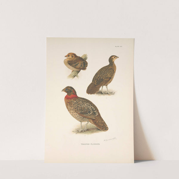 Tragopan plumages (Tragopan satyra). (1918-1922) by Henrik Gronvold