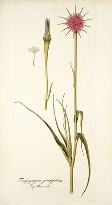 Tragopogon porrifolius