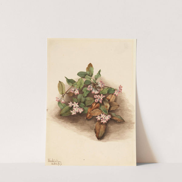 Trailing Arbutus (Epigaea repens) (1917) by Mary Vaux Walcott