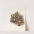 Trailing-arbutus. Epigaea repens (1925) by Mary Vaux Walcott