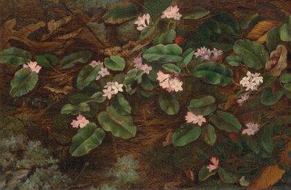 Trailing Arbutus (1863)
