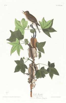 Traill’s flycatcher