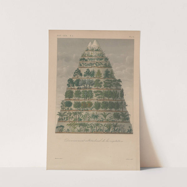 Traité de botanique générale Pl.006 by François Hérincq