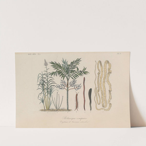 Traité de botanique générale Pl.009 by François Hérincq