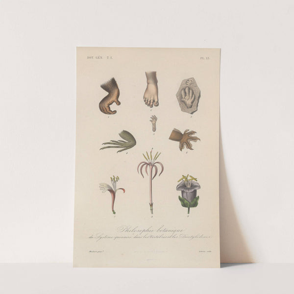 Traité de botanique générale Pl.013 by François Hérincq