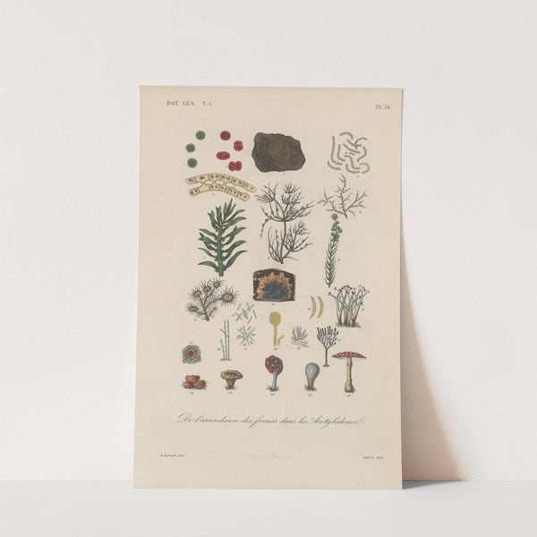 Traité de botanique générale Pl.014 by François Hérincq