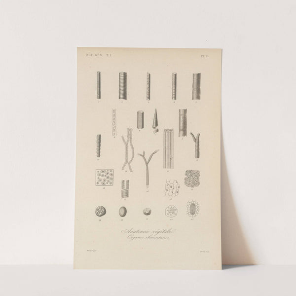 Traité de botanique générale Pl.019 by François Hérincq