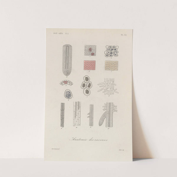 Traité de botanique générale Pl.022 by François Hérincq