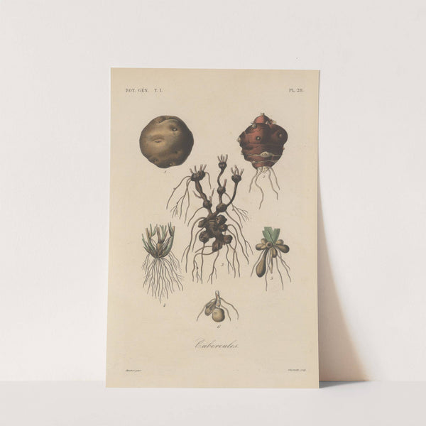 Traité de botanique générale Pl.028 by François Hérincq