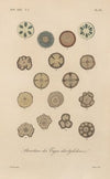 Traité de botanique générale Pl.031