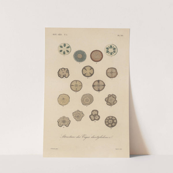 Traité de botanique générale Pl.031 by François Hérincq