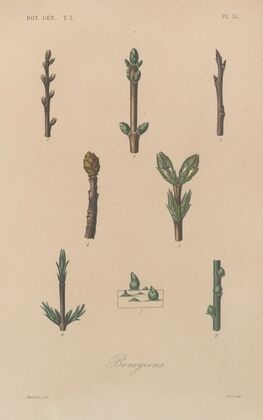 Traité de botanique générale Pl.032