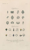 Traité de botanique générale Pl.034
