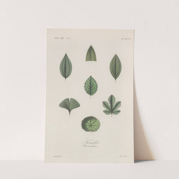 Traité de botanique générale Pl.035 by François Hérincq