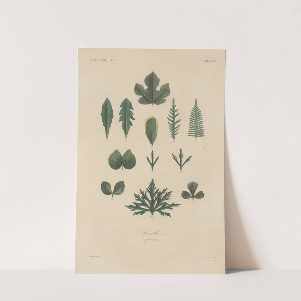 Traité de botanique générale Pl.039 by François Hérincq