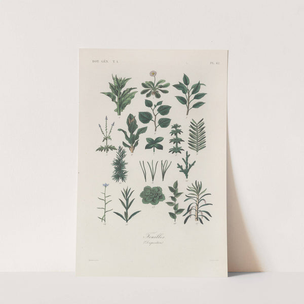 Traité de botanique générale Pl.043 by François Hérincq