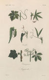 Traité de botanique générale Pl.047