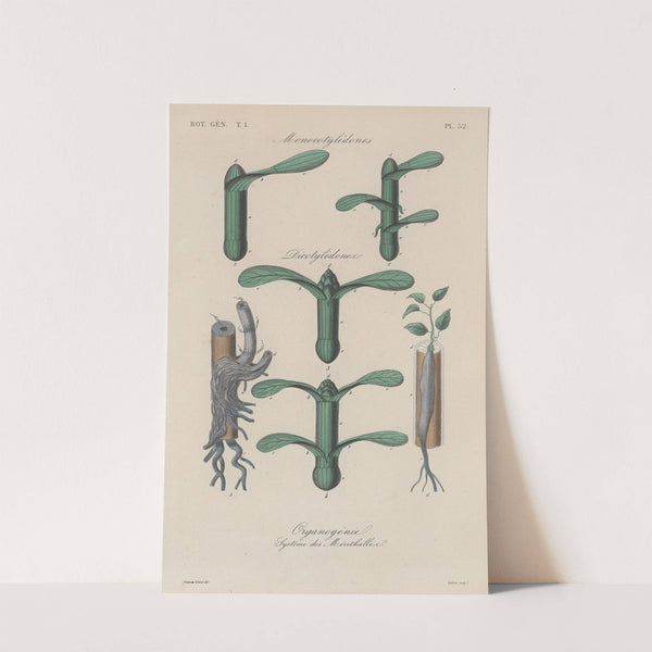 Traité de botanique générale Pl.053 by François Hérincq