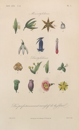 Traité de botanique générale Pl.054