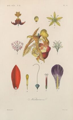 Traité de botanique générale Pl.059