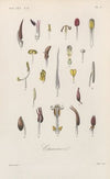 Traité de botanique générale Pl.060