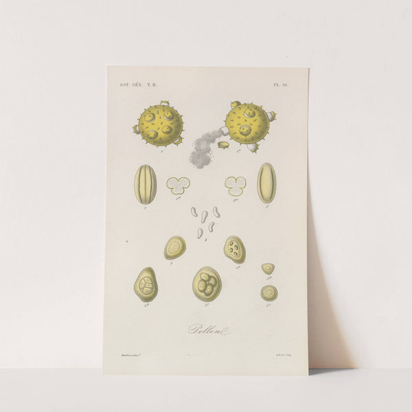 Traité de botanique générale Pl.061 by François Hérincq