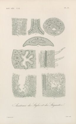 Traité de botanique générale Pl.070