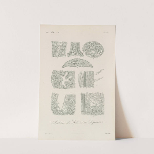 Traité de botanique générale Pl.070 by François Hérincq