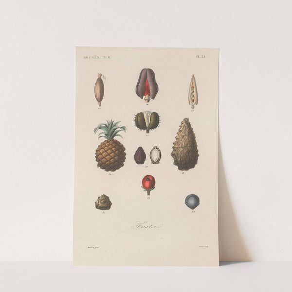 Traité de botanique générale Pl.075 by François Hérincq