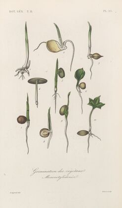 Traité de botanique générale Pl.076