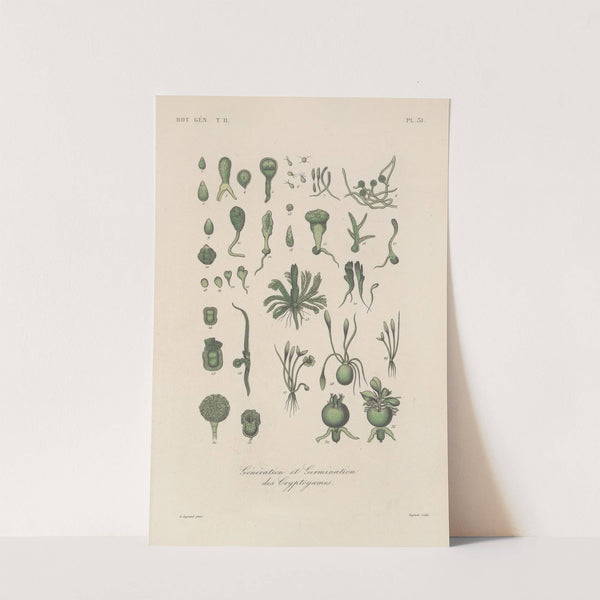 Traité de botanique générale Pl.082 by François Hérincq