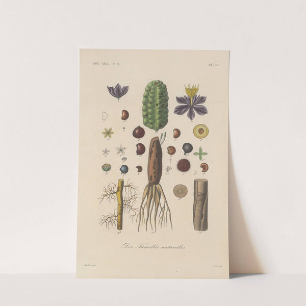 Traité de botanique générale Pl.089 by François Hérincq