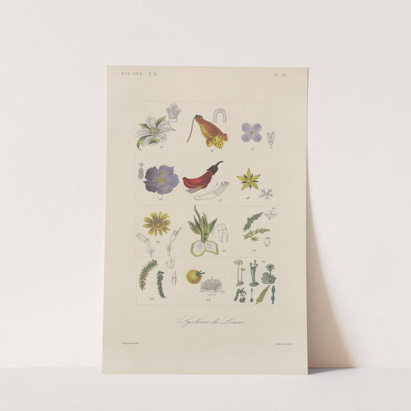 Traité de botanique générale Pl.091 by François Hérincq