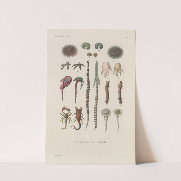 Traité de botanique générale Pl.092 by François Hérincq