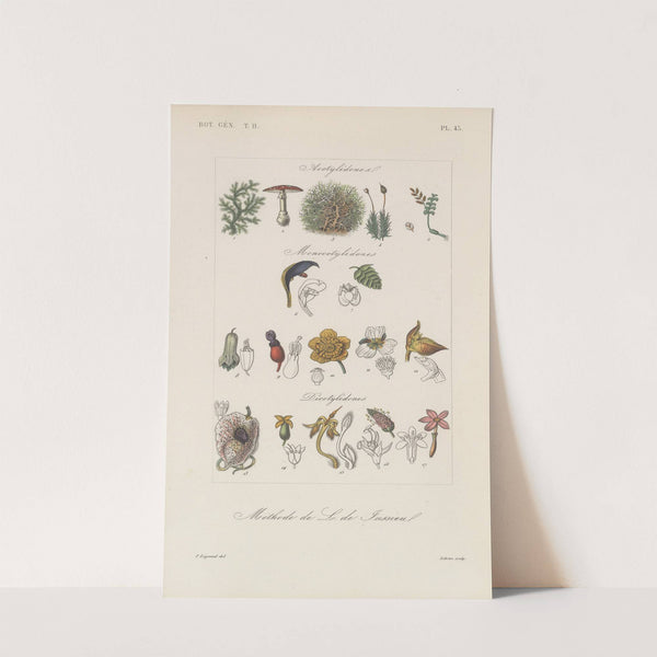 Traité de botanique générale Pl.094 by François Hérincq