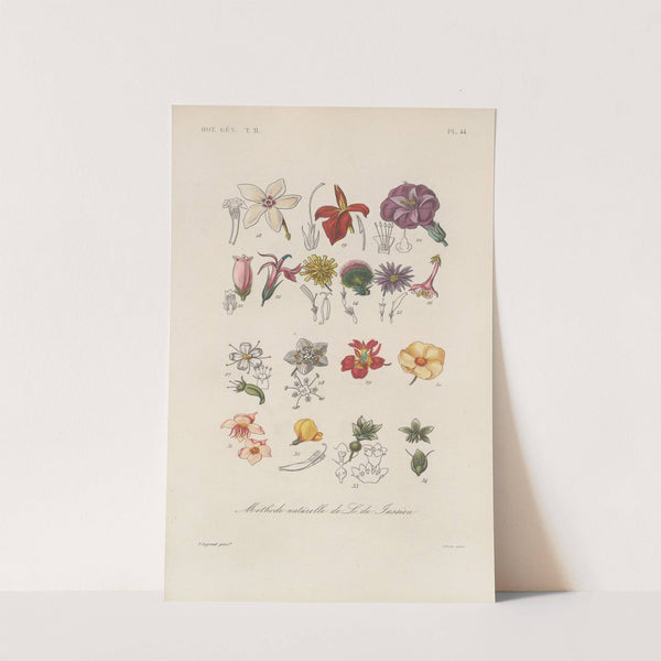 Traité de botanique générale Pl.095 by François Hérincq