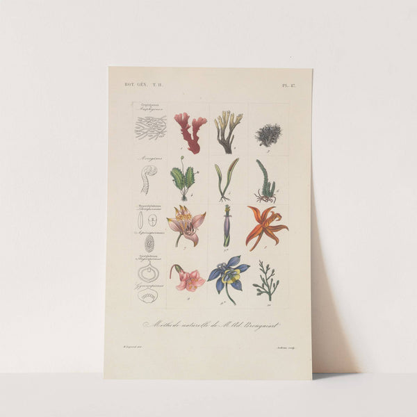 Traité de botanique générale Pl.098 by François Hérincq